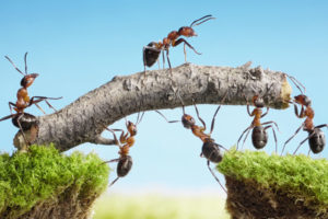 ants holding stick