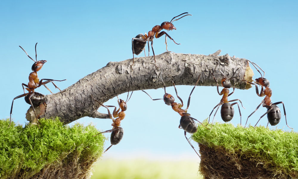 ants holding stick